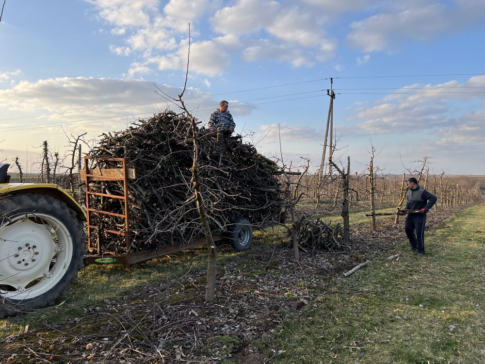 Drewno opałowe jabłoń transport