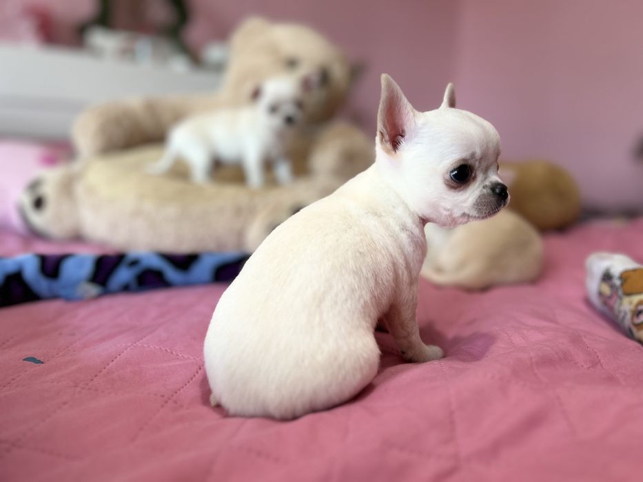Chihuahua śliczne , słodkie , małe szczeniaczki , Chi
