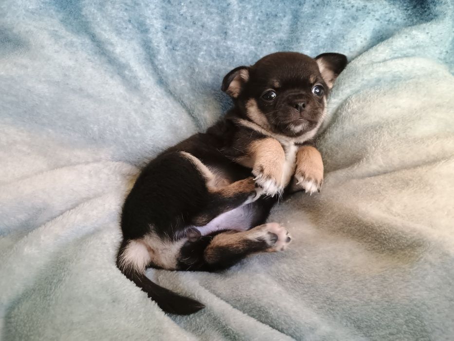 Chihuahua krótkowłosa suczka tricolor ZKwP FCI