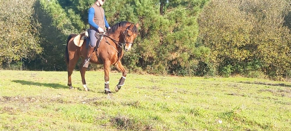 Cavalo castrado bem montado muito mansinho ideal para qualquer pessoa