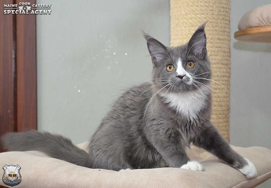 Niebieska kotka Maine Coon FPL / FIFe; przebadani rodzice