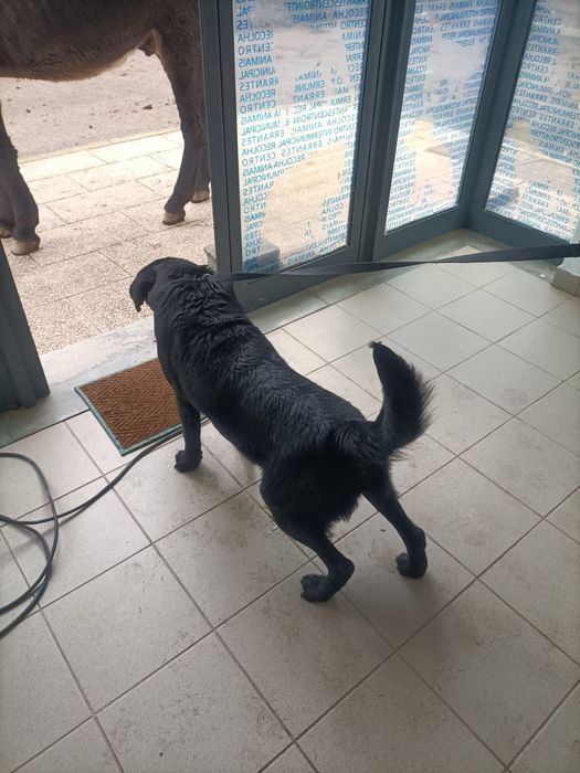 Dá se Cão Raça Labrador