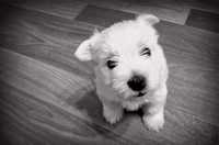 Piesek West Highland White Terrier FCI z ZKwP