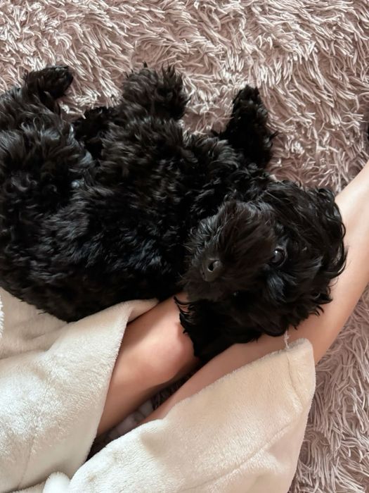 Продам рідкісного чорного Мальтипу Міні