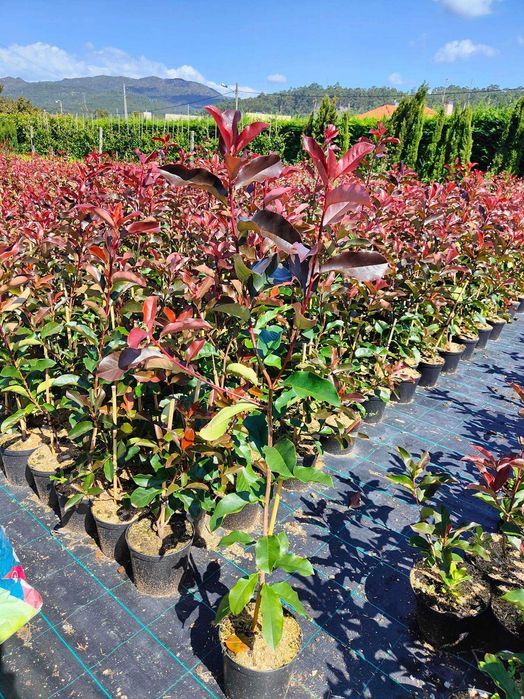 Photinia Red Robin / Carre Rouge -50CM - 100cm - 150cm