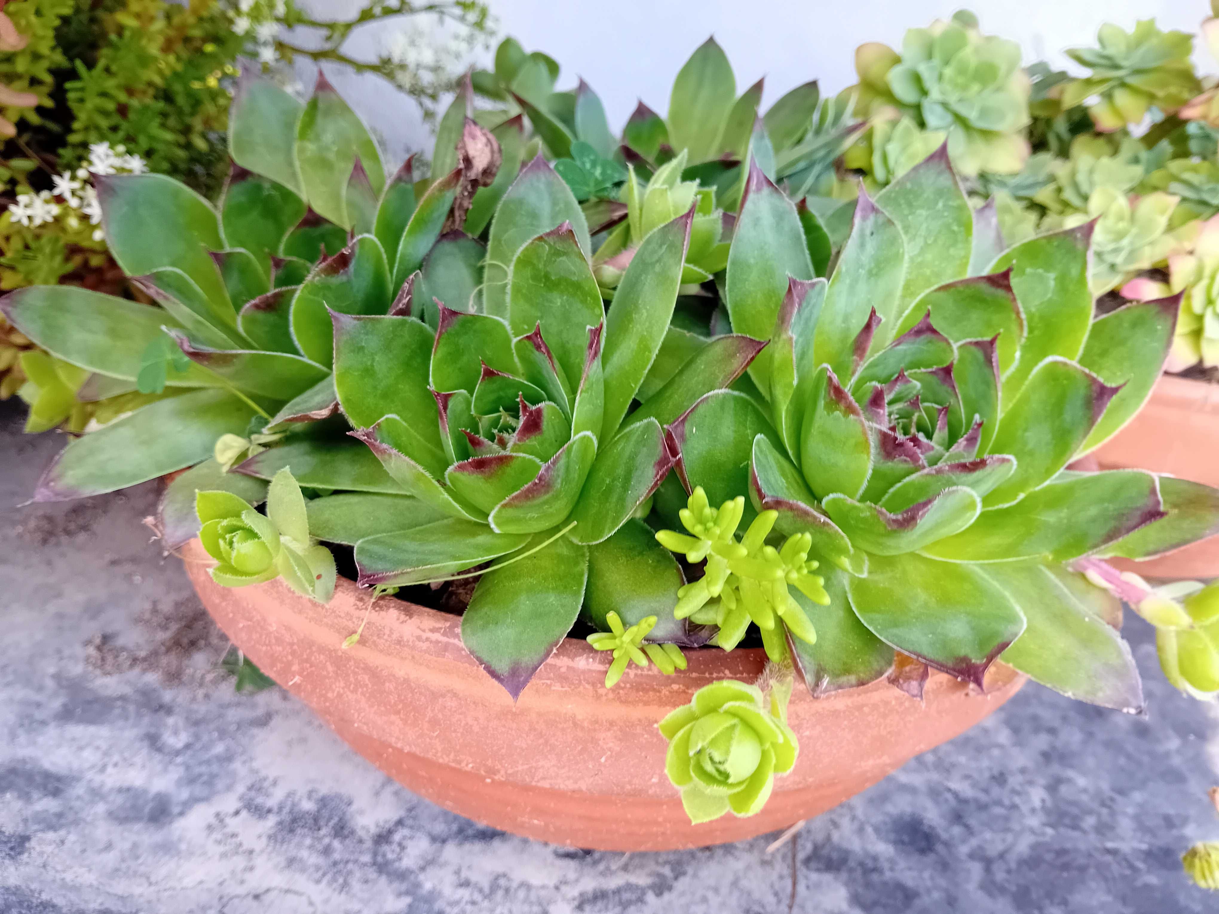 Suculenta em vaso de barro