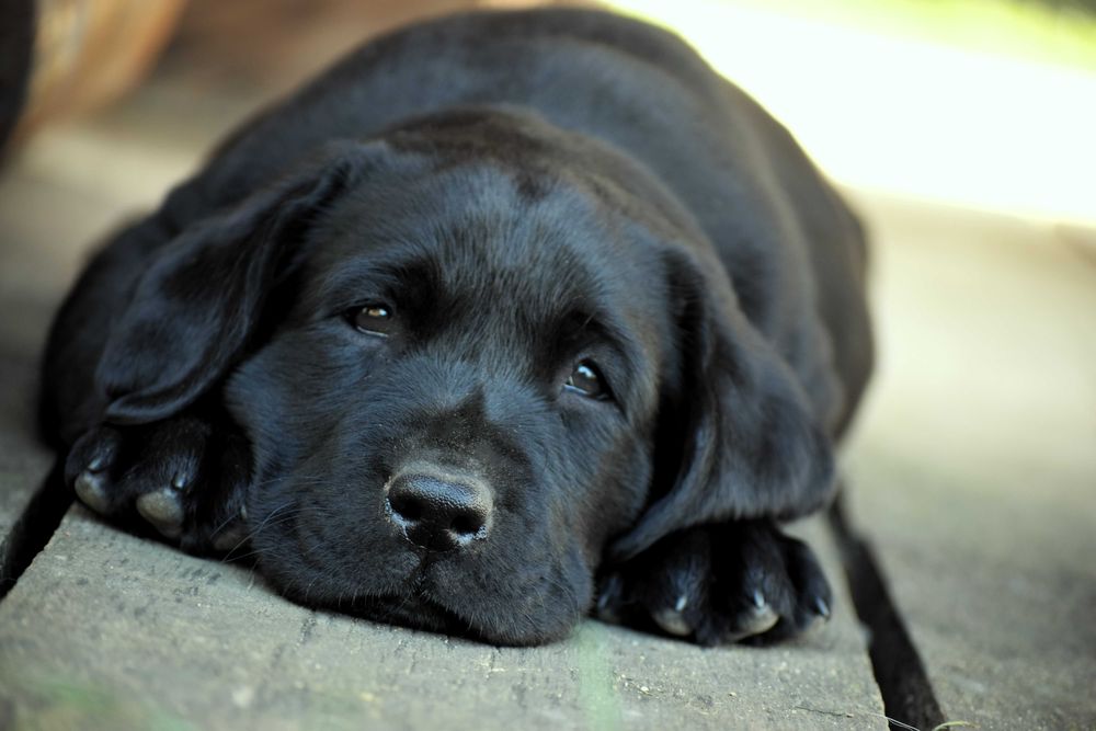 Śliczny szczeniak Labrador Retriever FCI