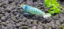 Camaroes Blue Bolt - Sem stock actualmente