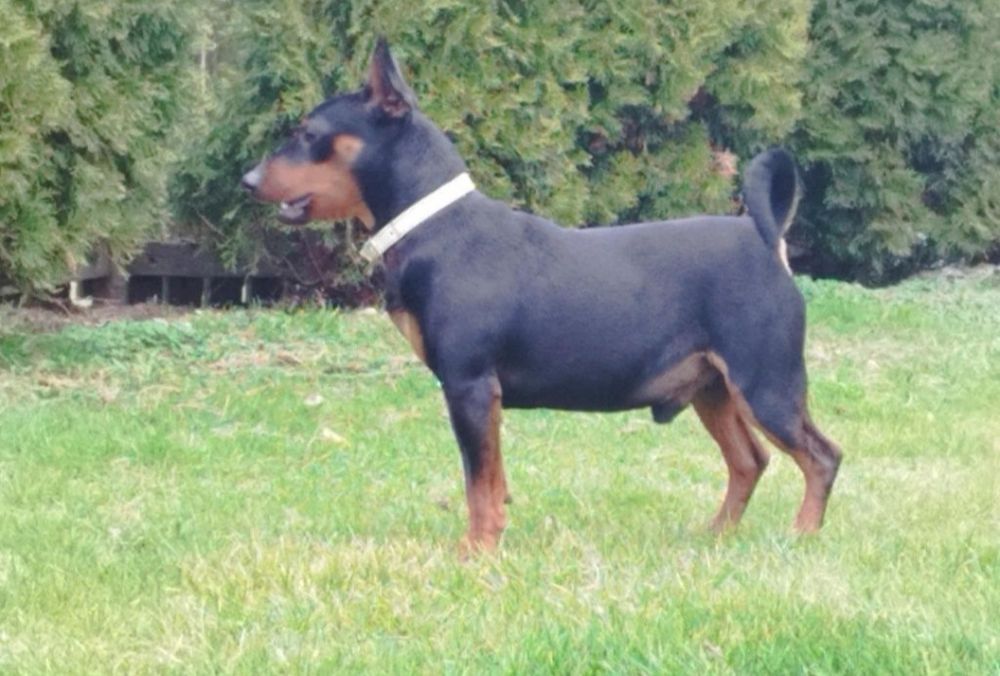 Pinczer miniaturowy szczeniak ostatnie