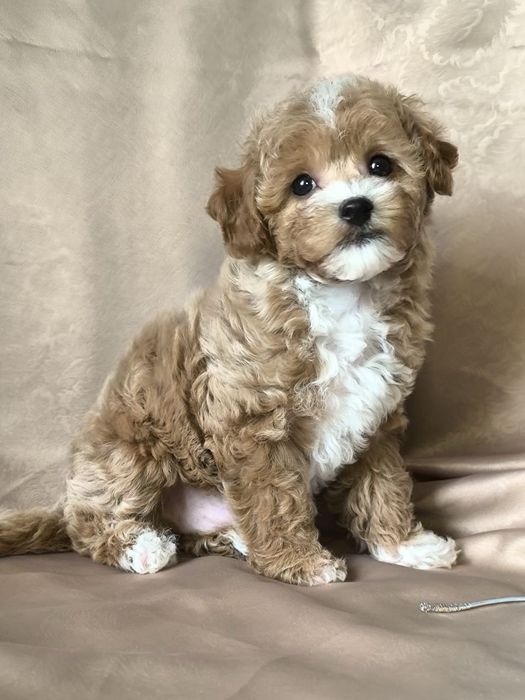 Мальтіпу F1, хлопчик