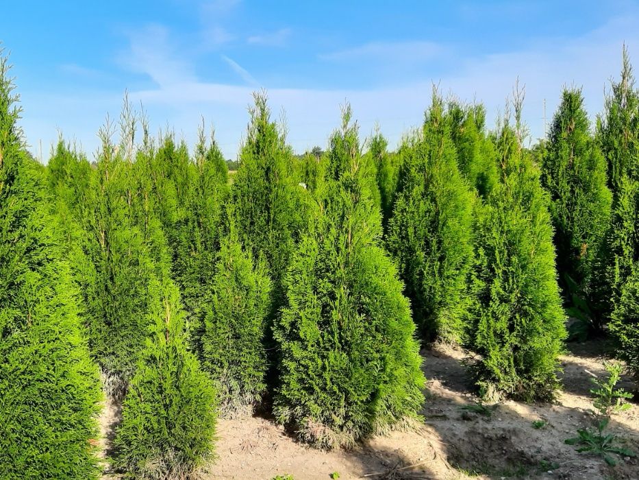 Thuja Smaragd 120,130,150,160 cm! Dowóz! Tuja Szmaragd! Sadzimy tuje!