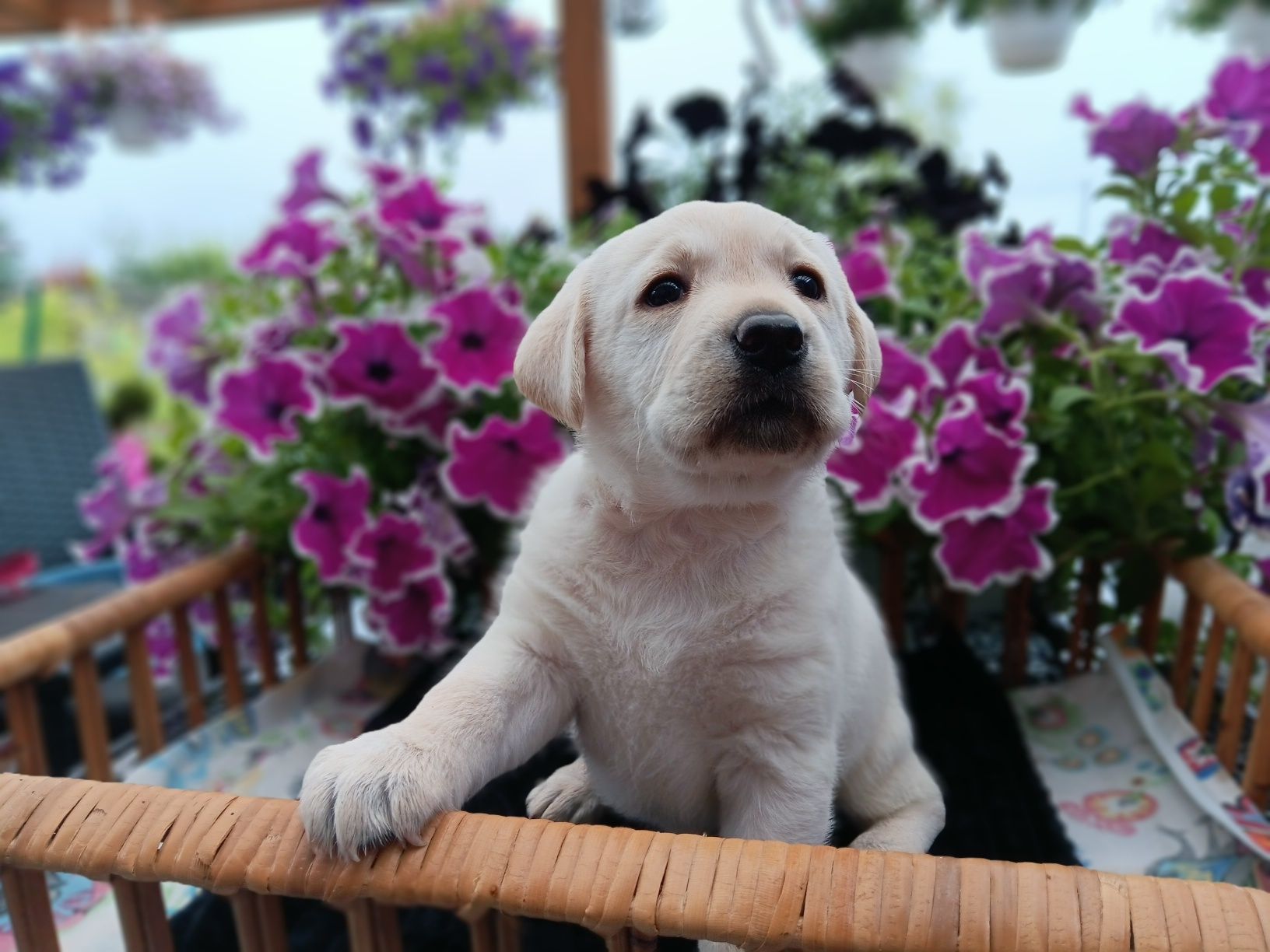 Labrador Retriever szczenie Wspaniałej Budowy Po ojcu pochodzenia FCI