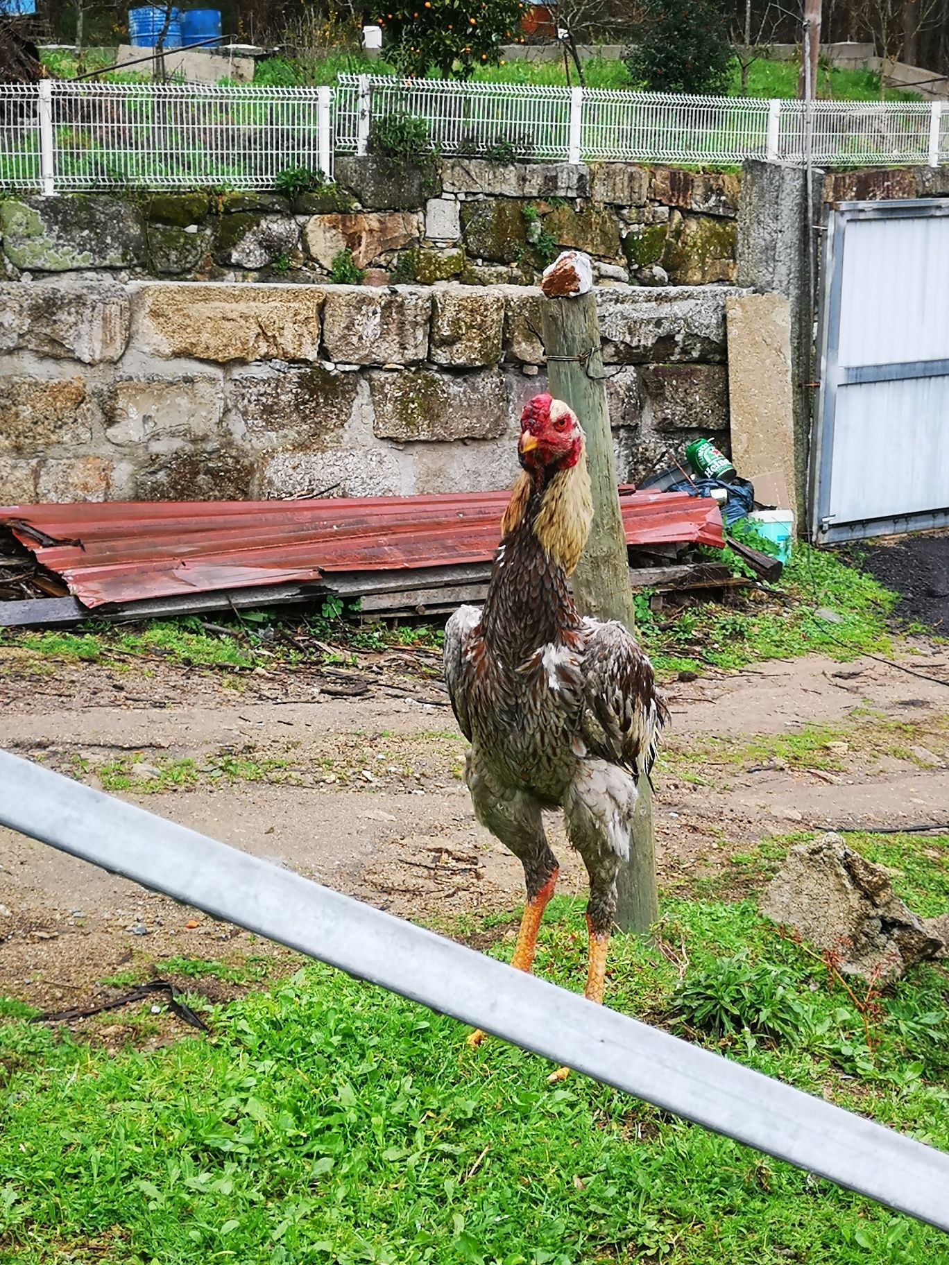 Ovos de índio gigante