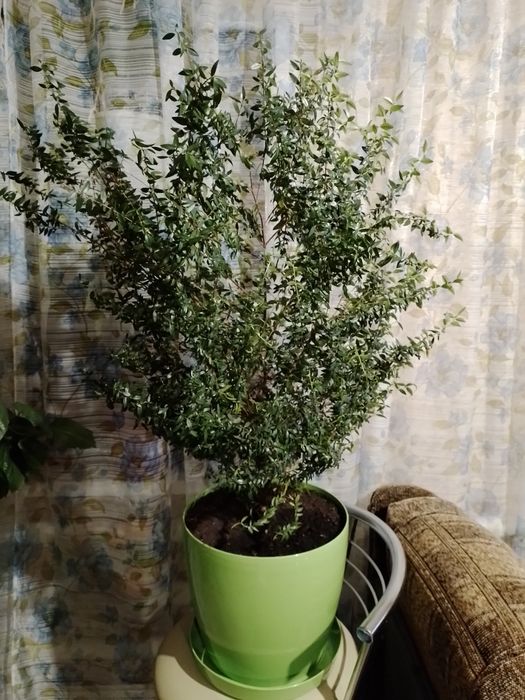 Продам надлишок мірта