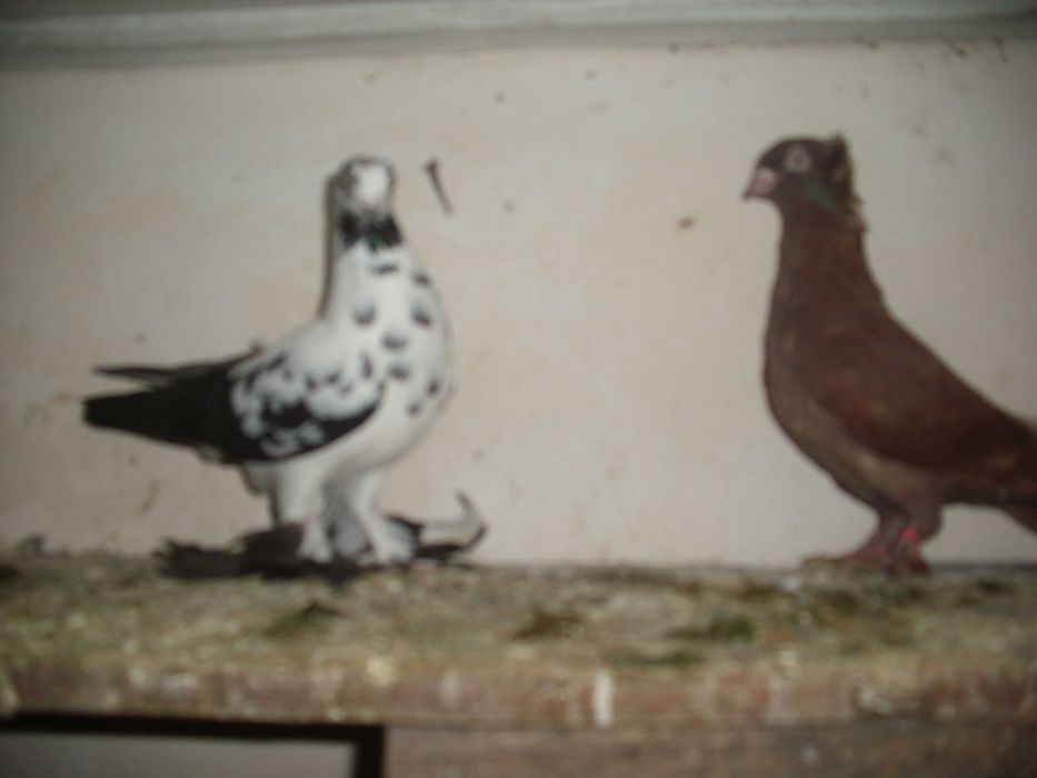 golebie ozdobne garlacze gornoslaskie samiec 2025r