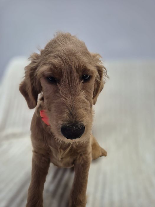 Goldendoodle f1 standard