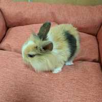 Teddy, królik miniaturka w PAWIK.PL sklep zoologiczny