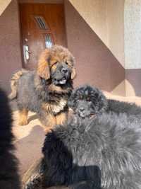 Mastif tybetański suczki dostepne Zapraszam serdecznie
