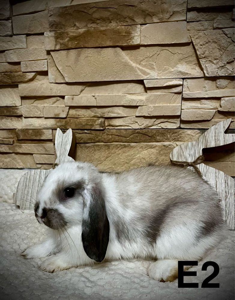 Króliczek Mini Lop Królik Baranek