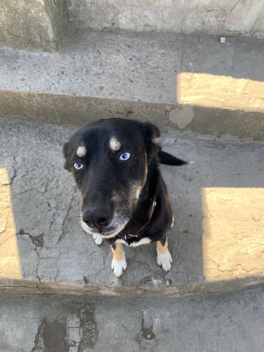 Нужен корм для животных