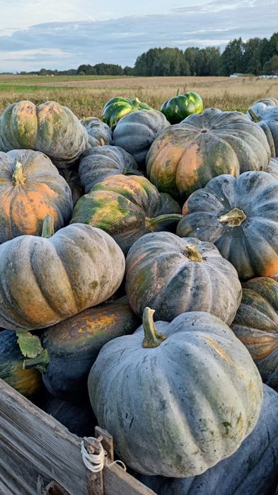 Dynia dynie halloween hokkaido piżmowa muscat lunga di napoli jadalna