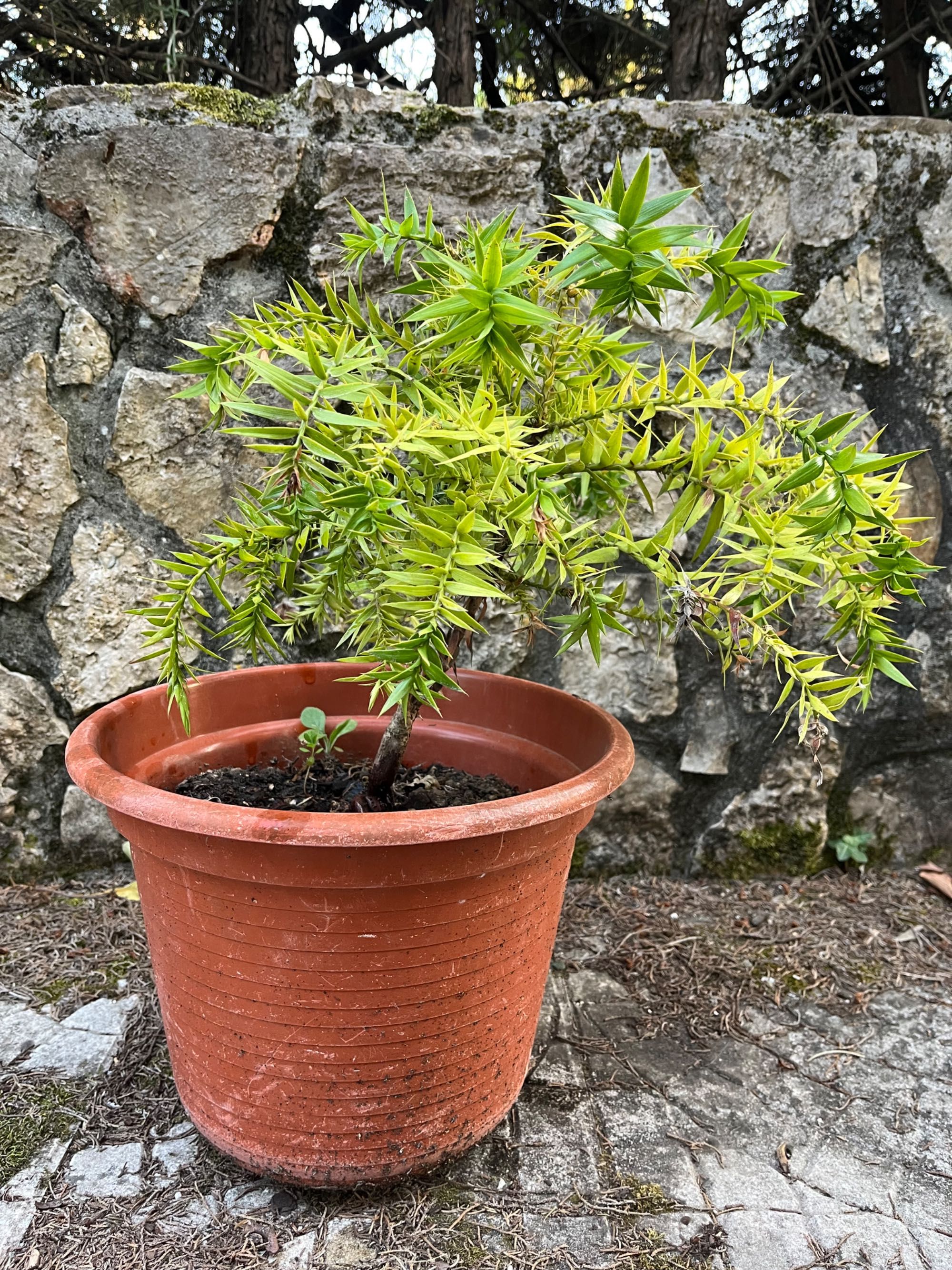 Araucária das pinhas gigantes