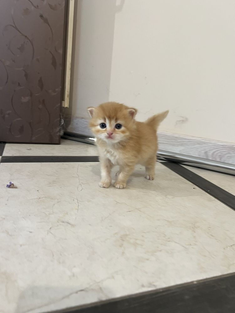 Шотландські висловухи котята