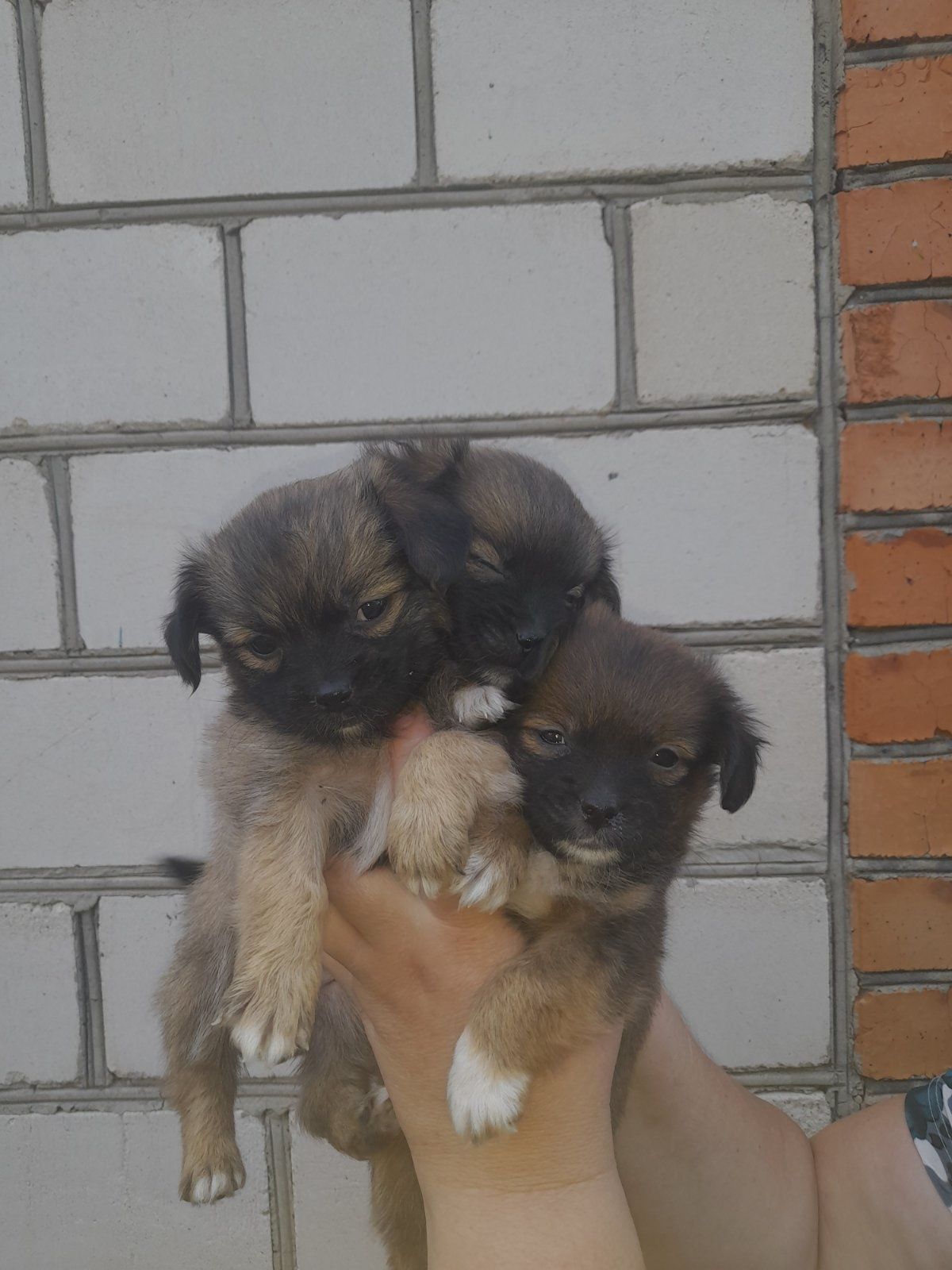 Продам метісів  пекінесів .