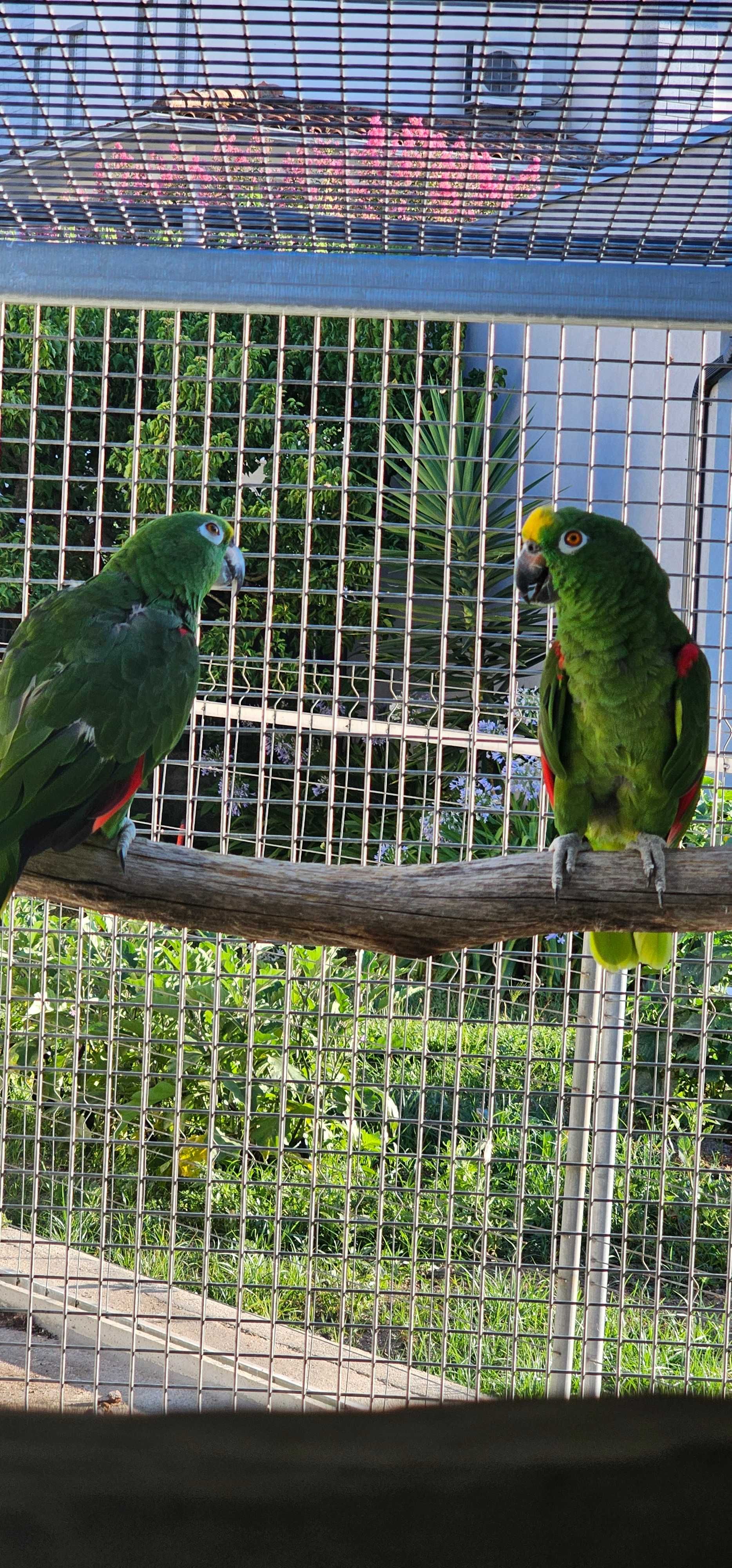 Casal reprodutor amazonas ochrocephala