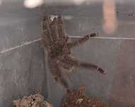 Amazonius germani Samiec Adult [WYSYŁAM]