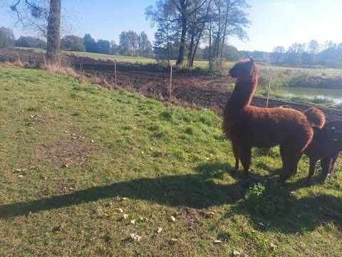 Samiec alpaki dorosły, brązowy