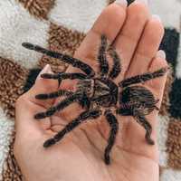 Паук птицеед самец новичкам Украина Brachypelma Albopilosum отправляю