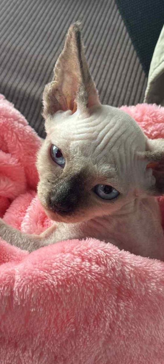 Devon Rex mały kotek
