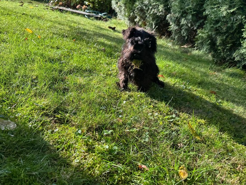 Sznaucer miniaturowy czarna sunia do odbioru