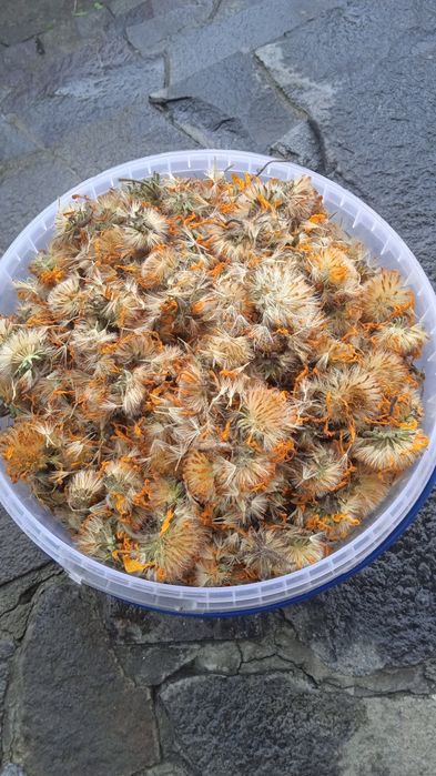 Арніка гірська, квіти