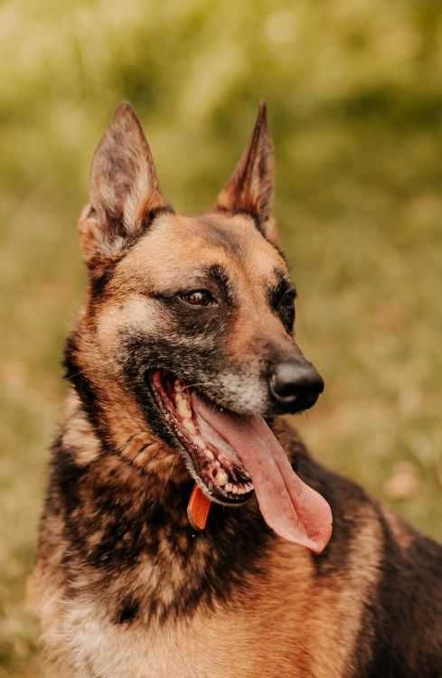Malina w typie owczarka belgijskiego szuka domu!!!