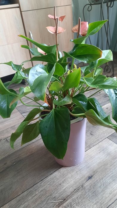 Антуріум колір фуксія, насичений рожевий