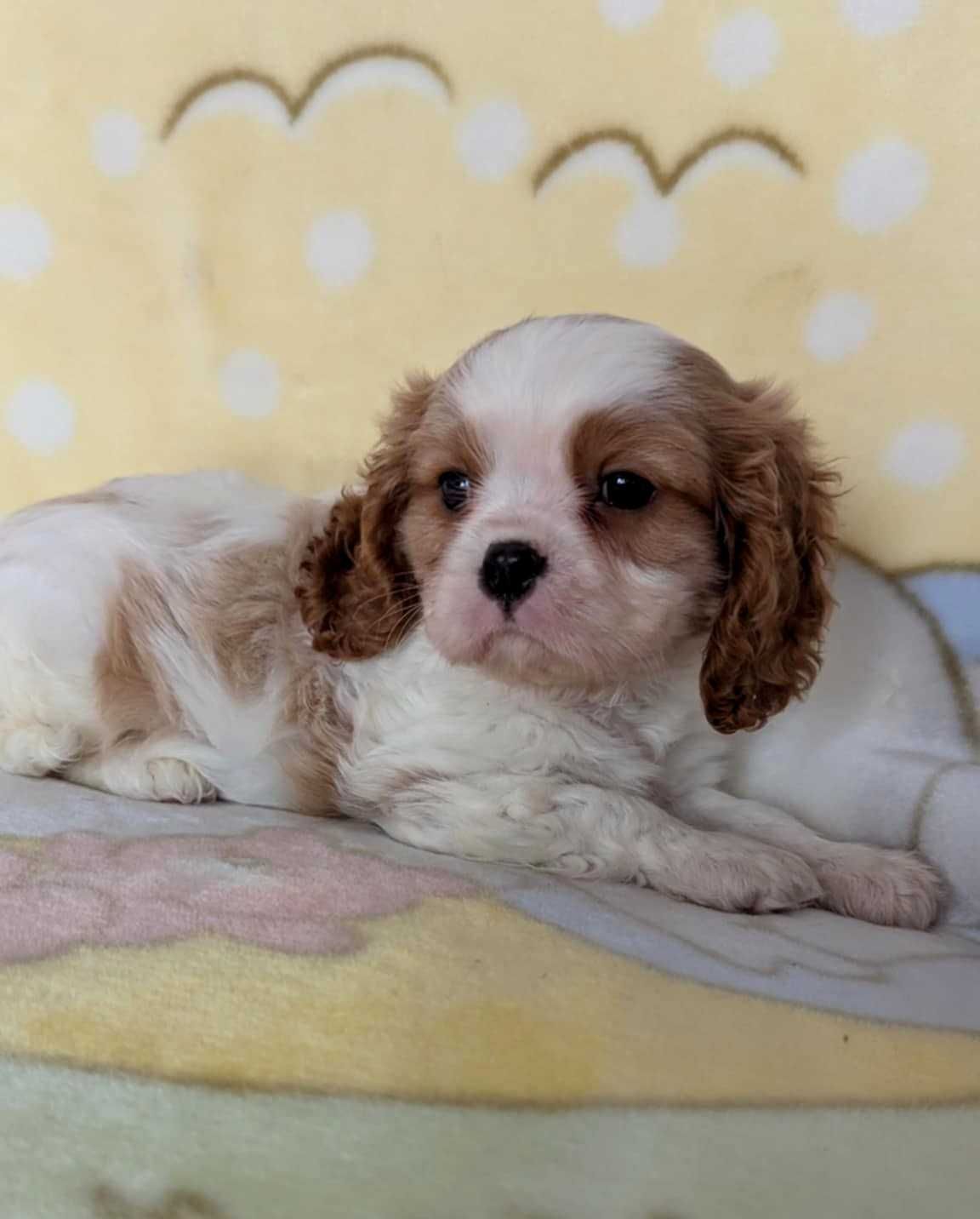 Cavalier King Charles Spaniel Piesek