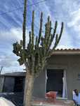 Cacto Colunar Gigante, Cereus peruvianus