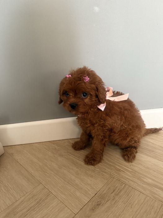 Cavapoo sliczna sunia