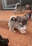 Pies rasowy chihuahua suczka