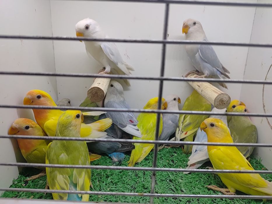 Papugi - papużki nierozłączki czerwonoczelne - młode 2025