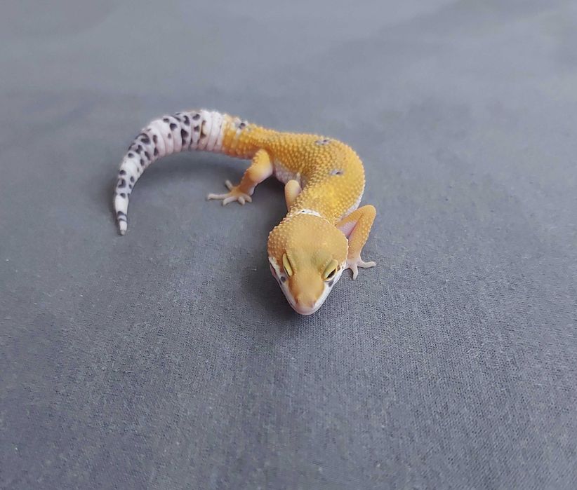 Gekon lamparci - samica