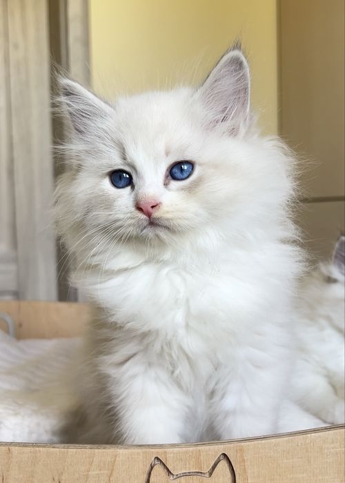 Kocurek Endy Neva Masquerade