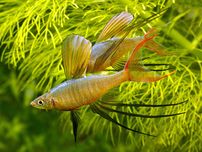 GB Tęczanka filigranowa, Wernera (Iriatherina werneri)-KRAJOWA