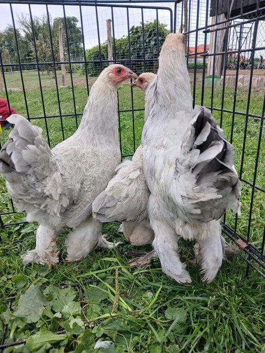 Kury ozdobne, wayndotte, brahmy