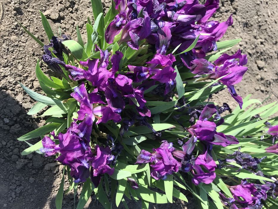 Продаж квітів на дому