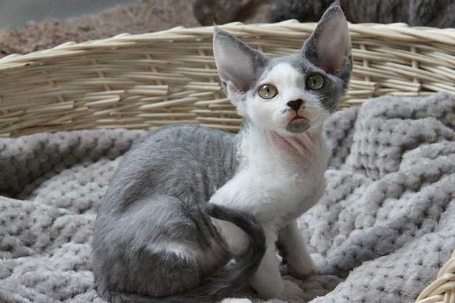Niebiesko-biała kotka Devon Rex