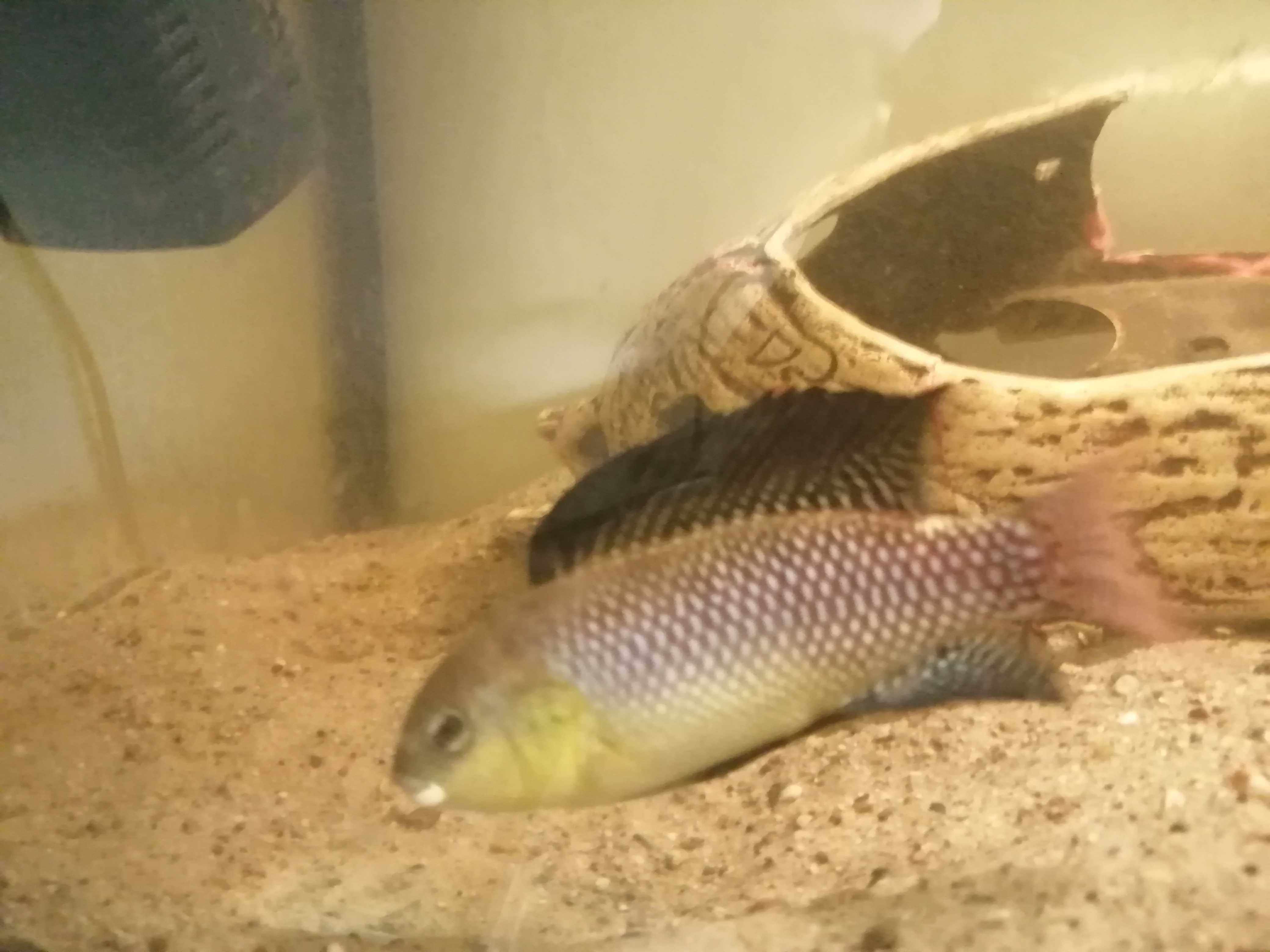 Alcolapia alcaica, pielęgnica gębacz. Młode ryby.