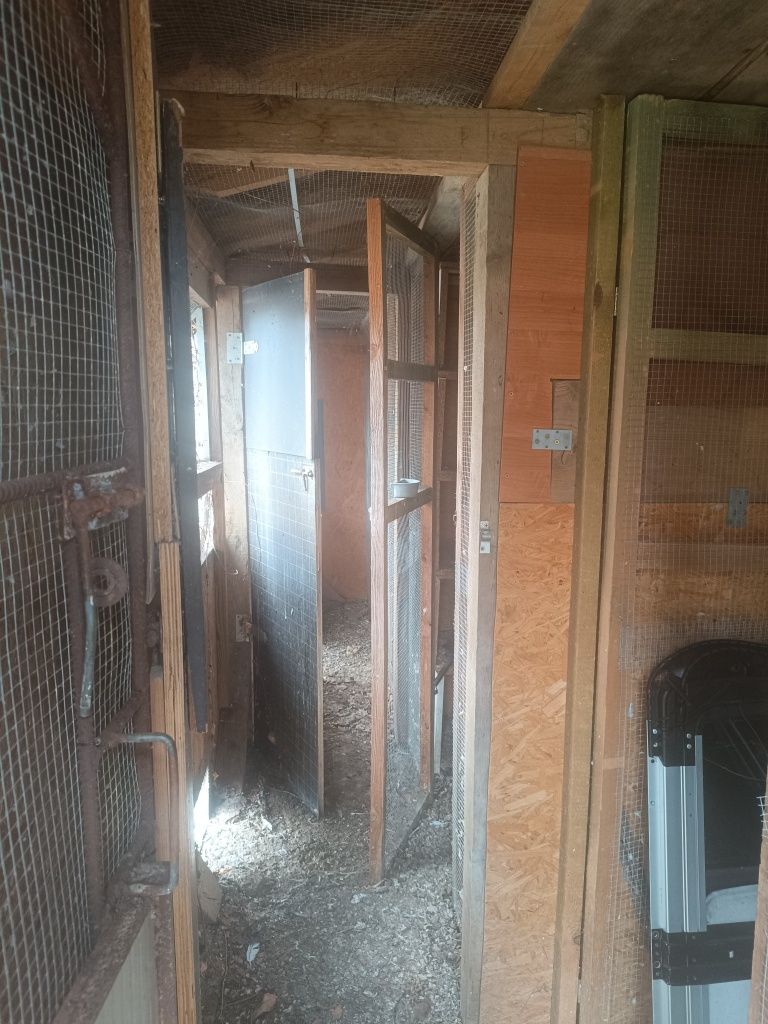 Gołębnik duży solidny